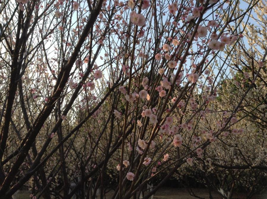 Pink Plum Blossoms at Xiangxue Park-1