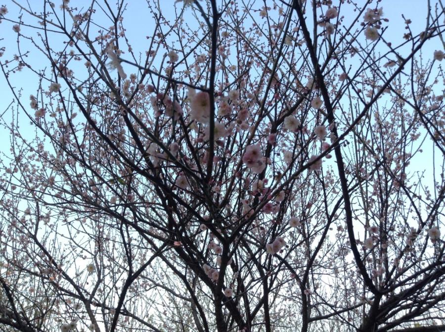 Pink Plum Blossoms at Xiangxue Park-2
