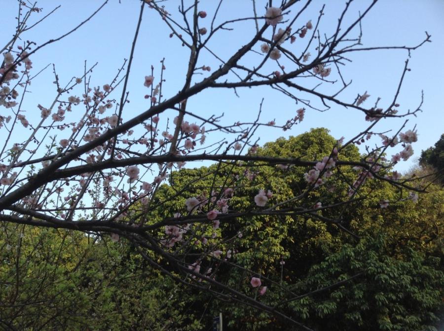 Pink Plum Blossoms at Xiangxue Park-3