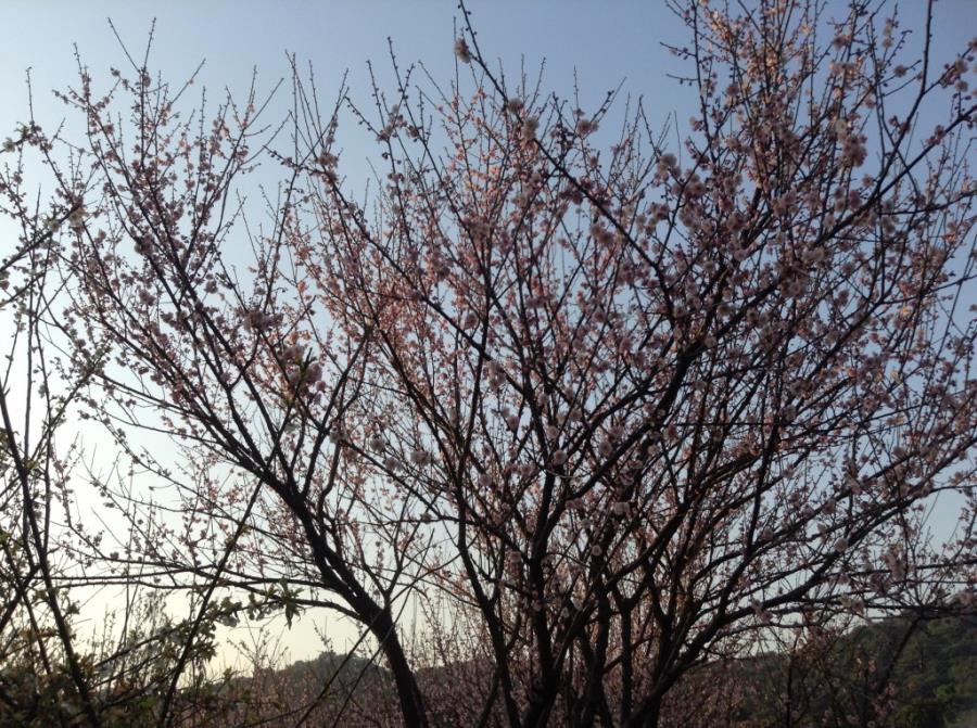 Pink Plum Blossoms at Xiangxue Park-4