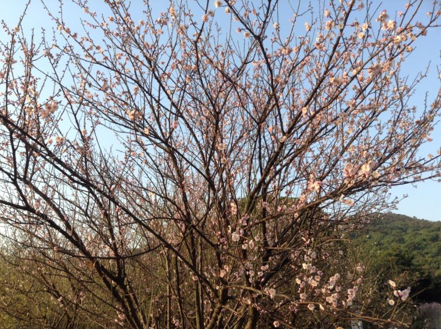 Pink Plum Blossoms at Xiangxue Park-5
