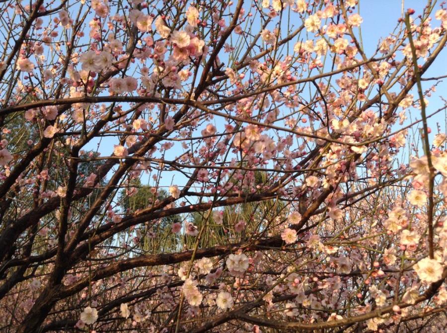 Pink Plum Blossoms at Xiangxue Park-6