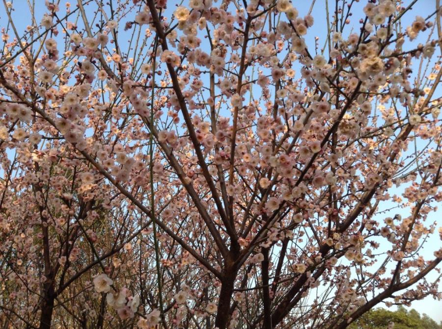 Pink Plum Blossoms at Xiangxue Park-7