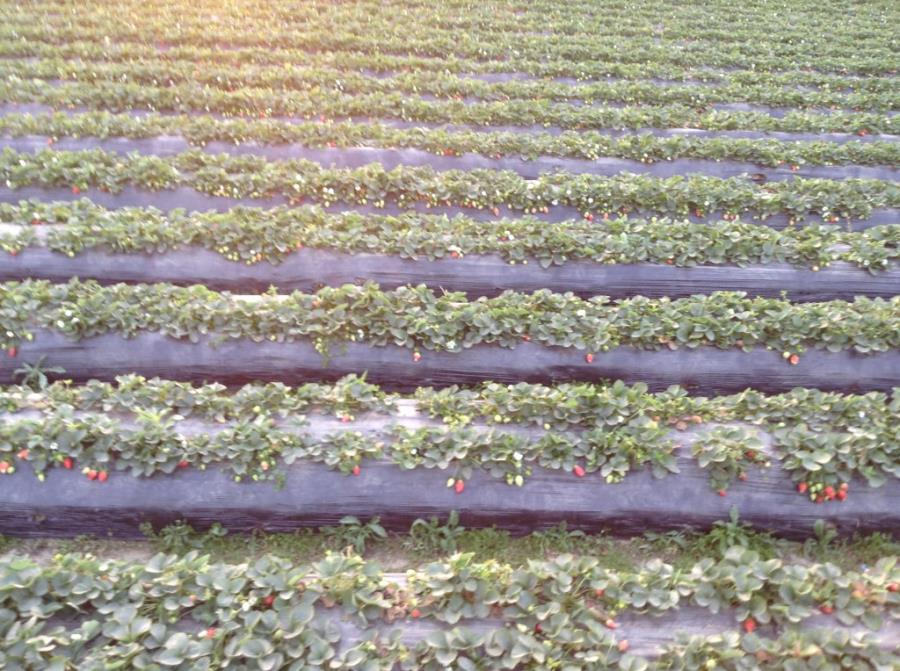 Strawberry Plantation near Xiangxue Park-1