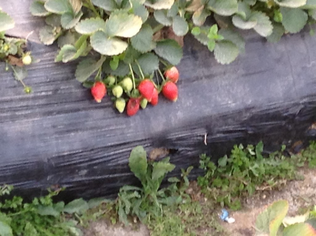 Strawberry Plantation near Xiangxue Park-2