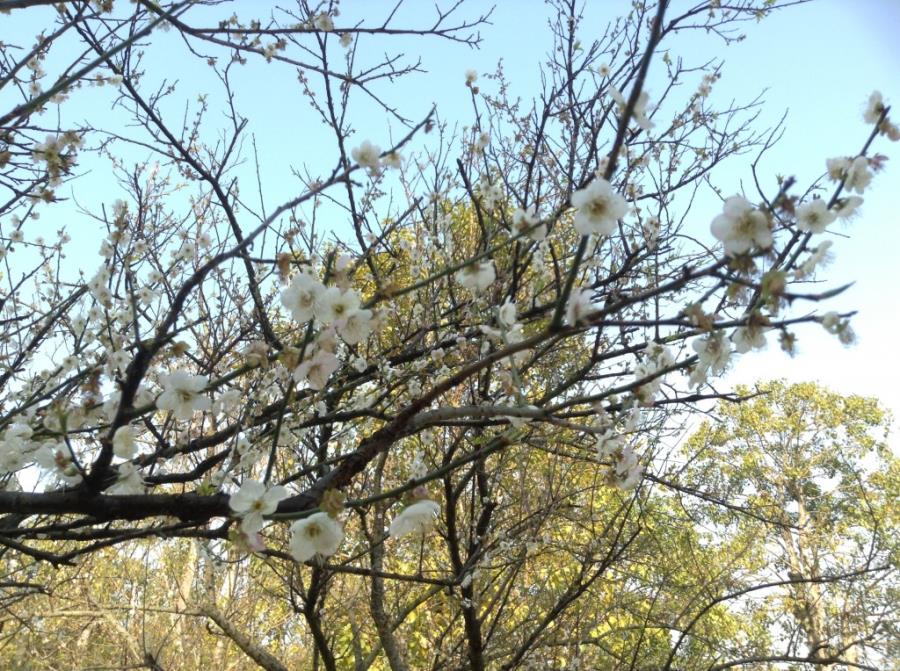 White Plum Blossoms at Xiangxue Park-2