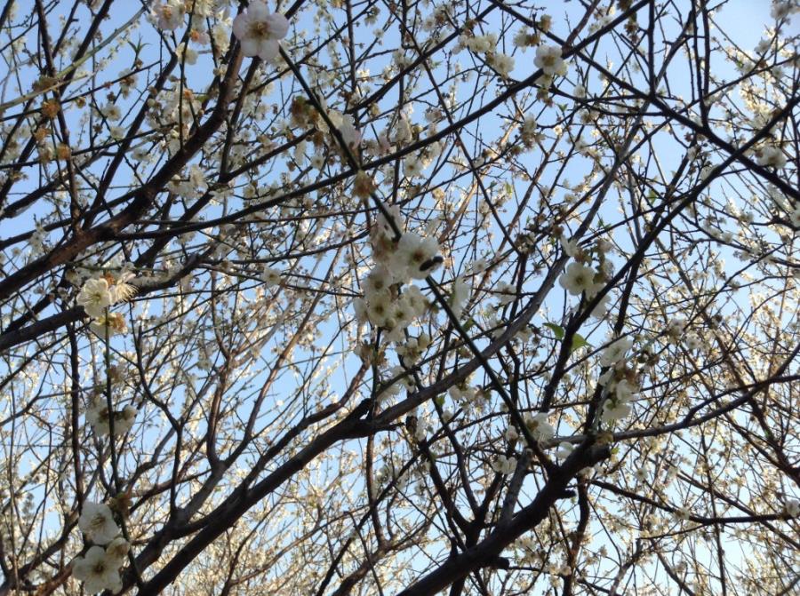 White Plum Blossoms at Xiangxue Park-3