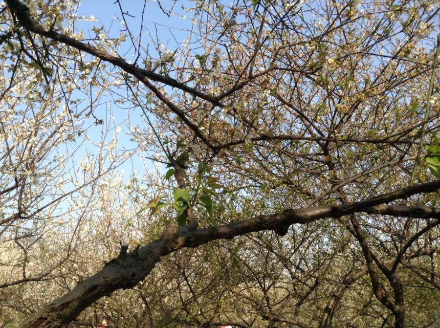 White Plum Blossoms at Xiangxue Park-4