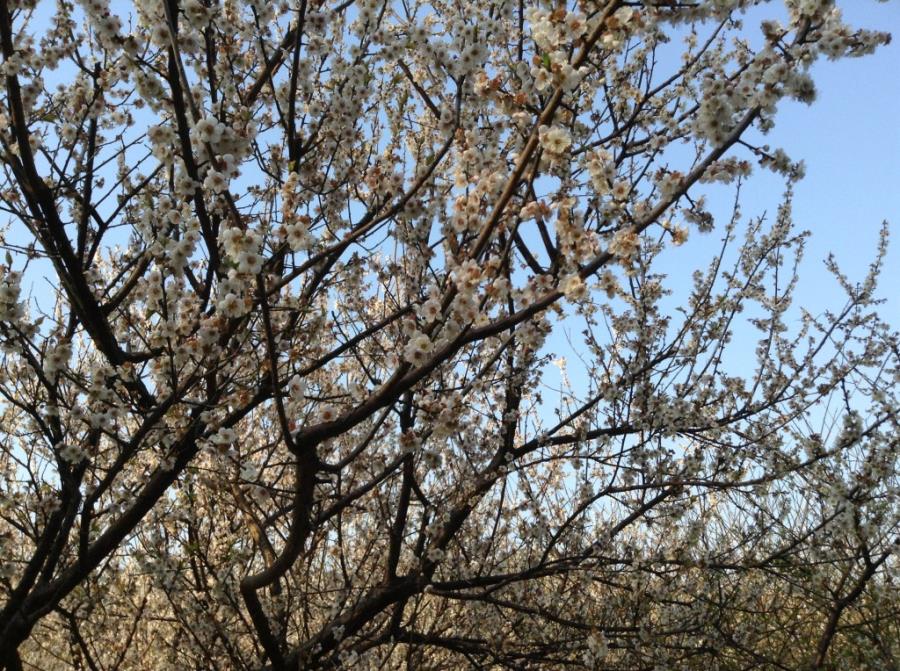 White Plum Blossoms at Xiangxue Park-5