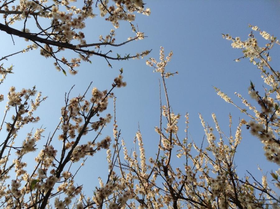 White Plum Blossoms at Xiangxue Park-6