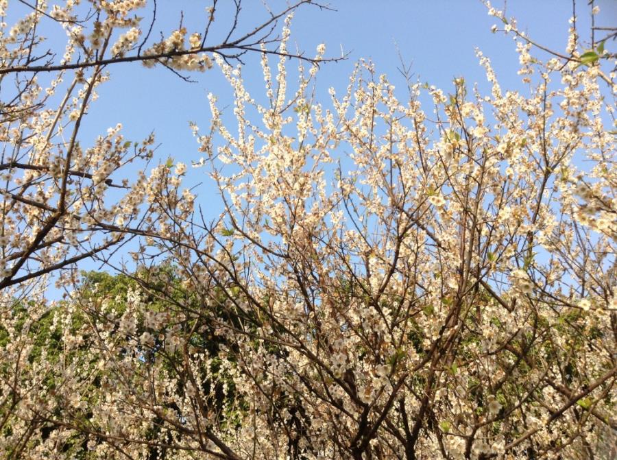 White Plum Blossoms at Xiangxue Park-7