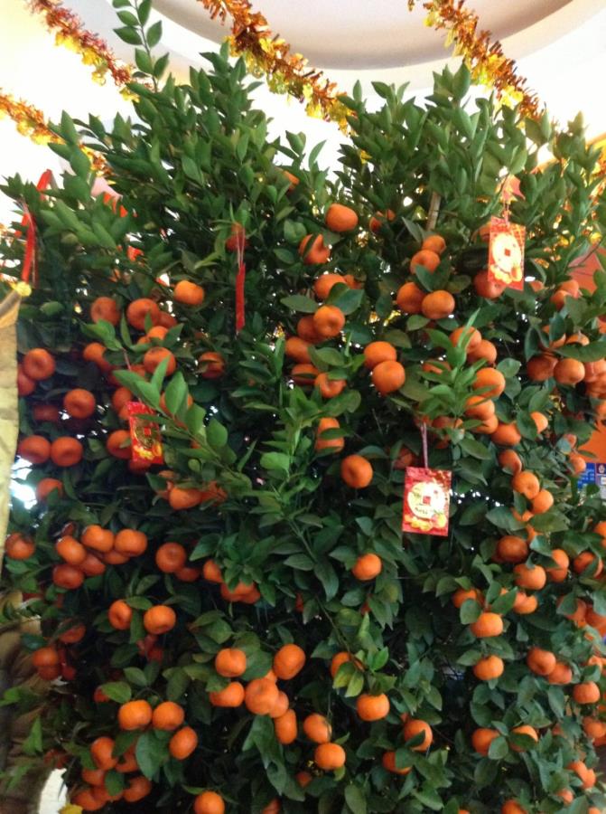 orange tree with hongbao
