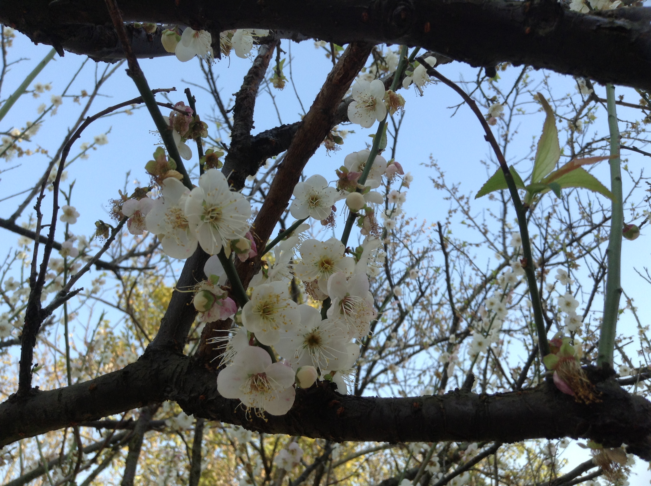 White Plum Blossoms at Xiangxue Park-1