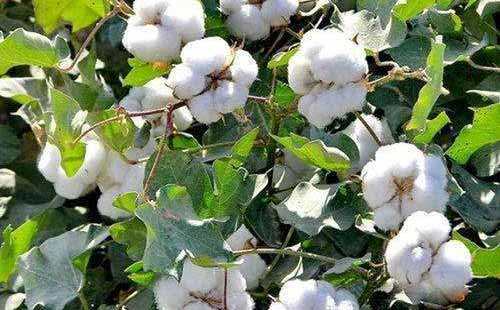 Cotton Production in China